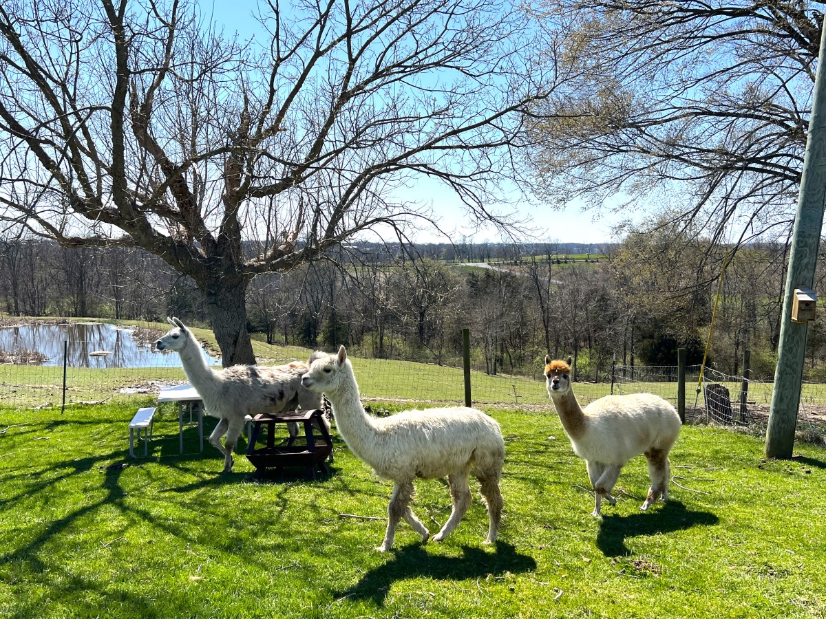 Llama, Suri alpaca, & Huacaya alpaca walking by a picnic table near a farm pond
